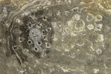 Polished Fossil Rugose Coral Slab - Morocco #276095-1